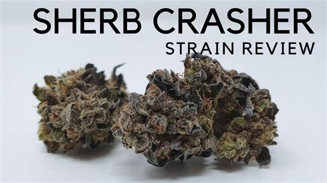 Sherb crashers strain